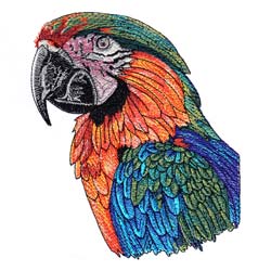 Macaw Drawing 8
