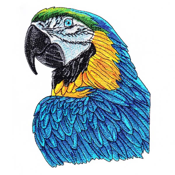 Macaw Drawings Set 2-5