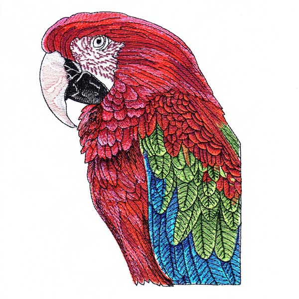 Macaw Drawings Set 2-10