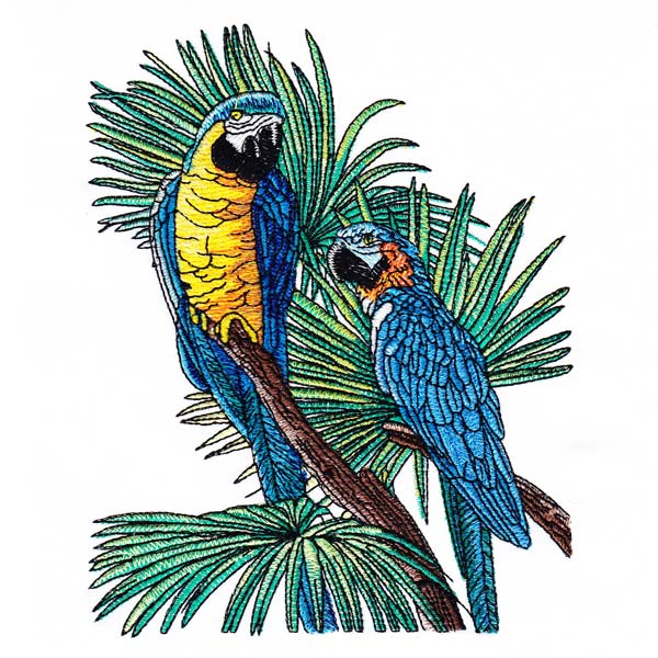 Macaw Drawings Set 1-3