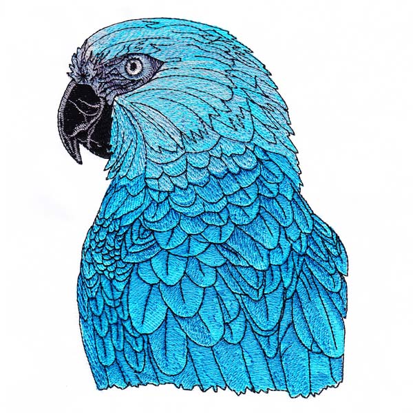 Macaw Drawings Set 1-8
