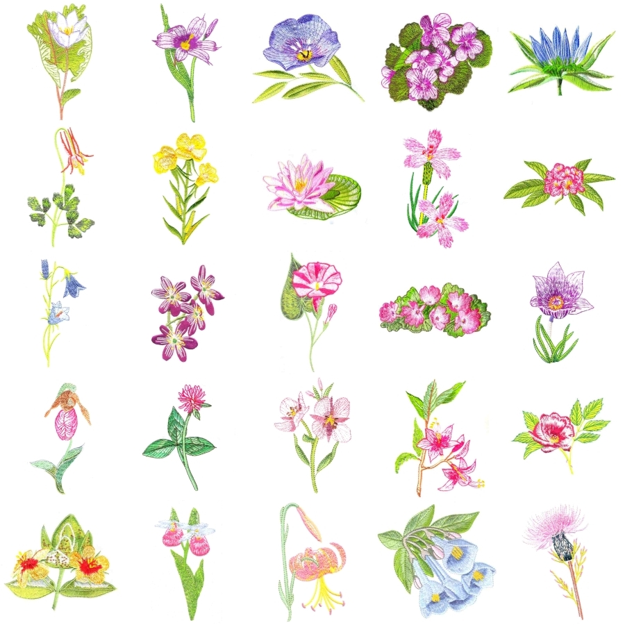 USA & Canada Wildflowers