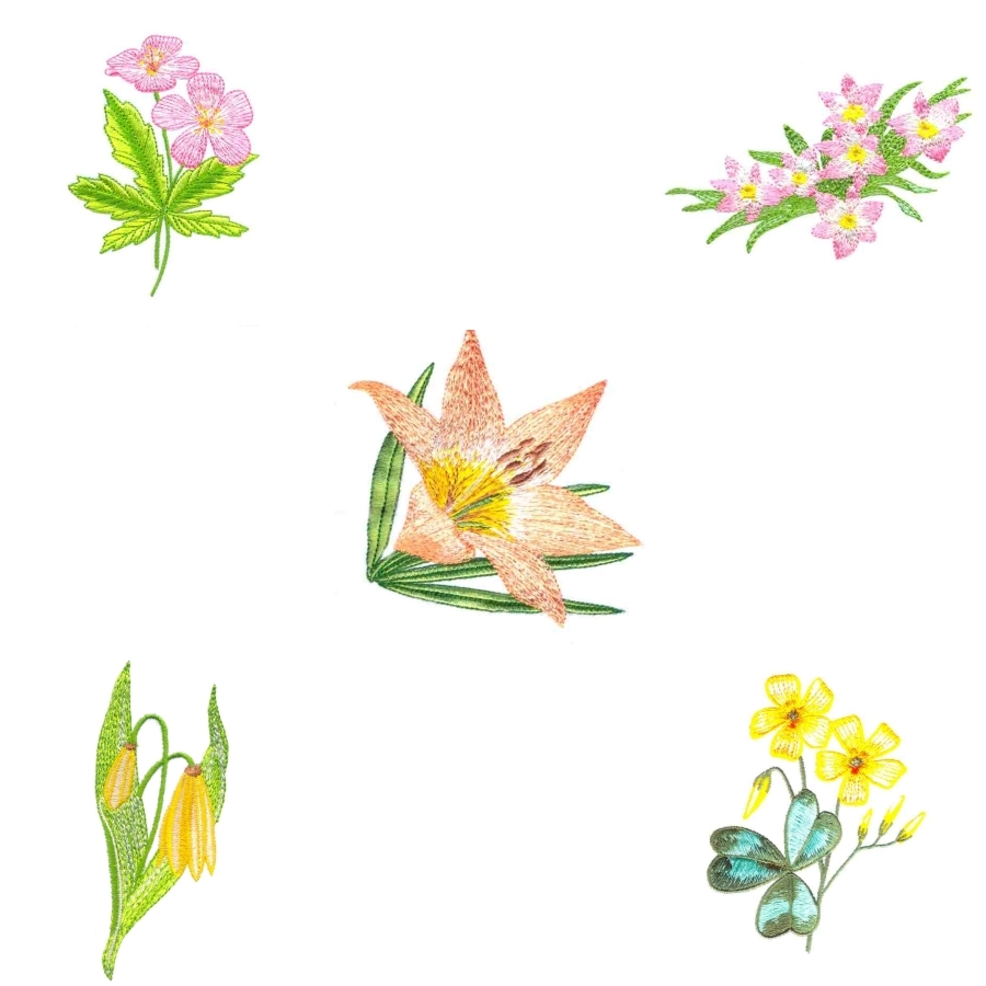 USA & Canada Wildflowers