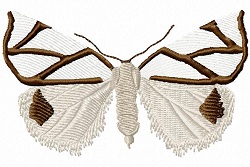 Clara Satin Moth 