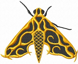Sphinx Moth 