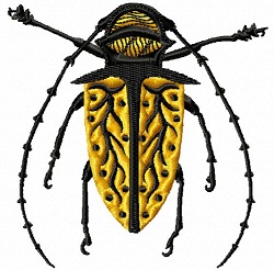 Long Horn Beetle 