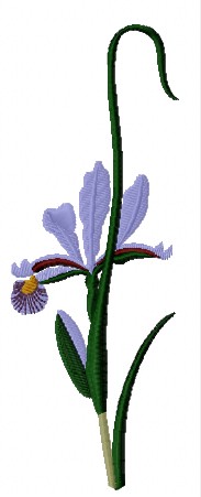 Iris Elegant