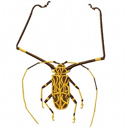 Long Horn Beetle 160 