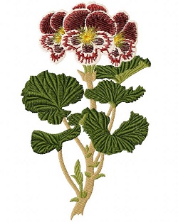 Pelargonium Auguste Miellez 