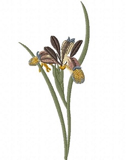 Iris Graminea  
