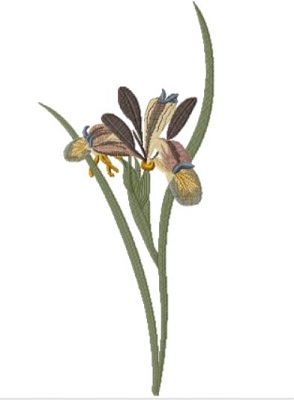 Iris Graminea 