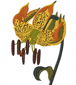 Lilium michauxii Poiret 