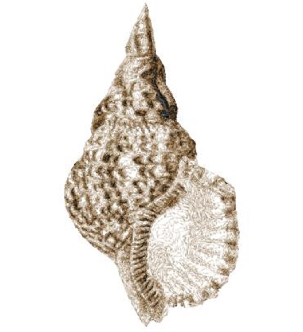 Sea Shell 2139a 