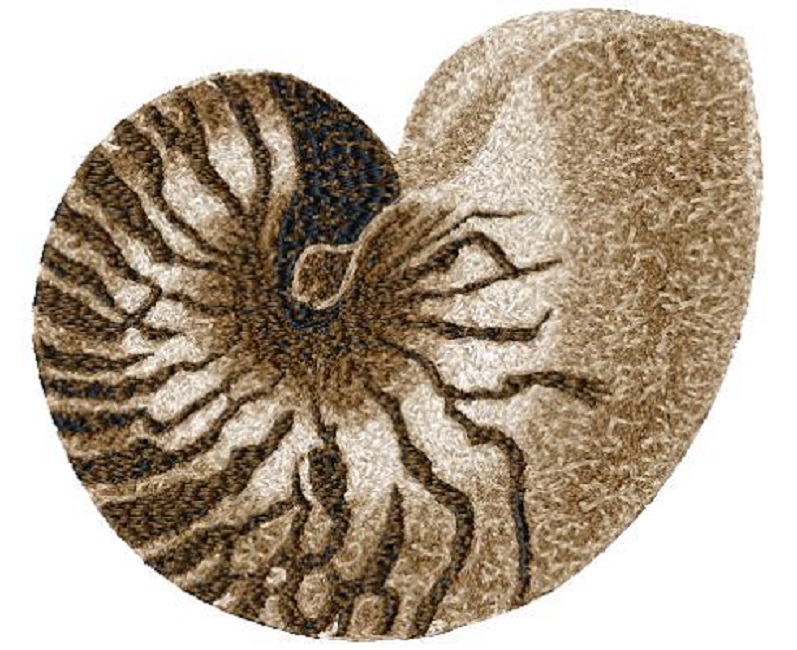 Sea Shell 2147a 