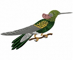 ornismya petasophora Hummingbird 