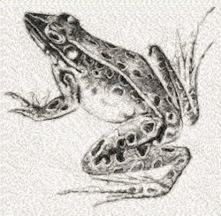 Vintage Illustration of Frog 