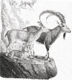 Ibex 