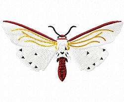 Donovans Amsacta Moth 