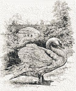 The Swan 