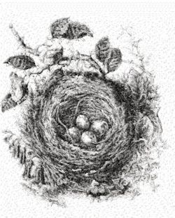 Nest 