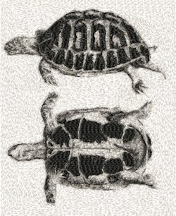 Turtle 