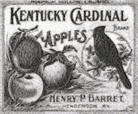 Kentucky Cardinal Apples 
