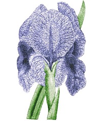 Iris 2 