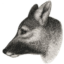 Dingo 