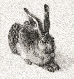 Rabbit 