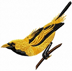 Golden Haired Flycatcher 