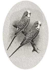 Parakeets 