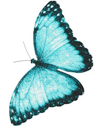Butterfly 1 