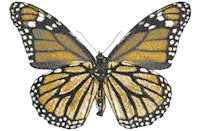 Butterfly 2 