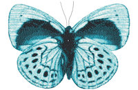 Butterfly3 