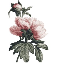 Flower 29 