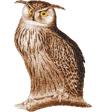 Owl 4 