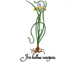 Varigated Spanish Iris 