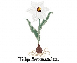 Late White Tulip 
