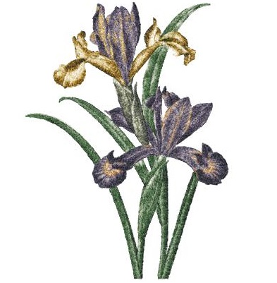 Vintage Iris 