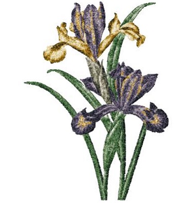 Vintage Iris Version 2 
