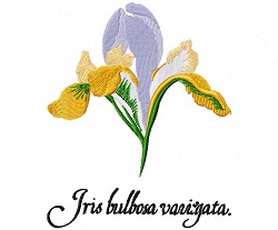 Varigated Spanish Iris A 