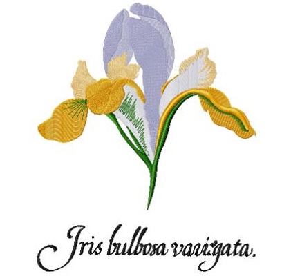 Varigated Spanish Iris 