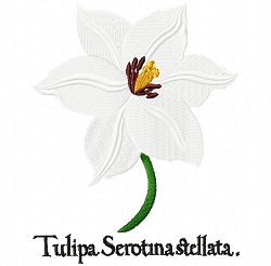 Late White Tulip A 