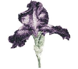 Purple Iris 2 