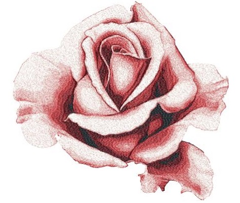 Rose 1 