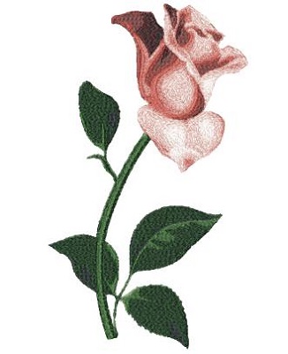 Rose 2 