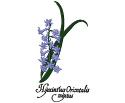 Hyacinth A 