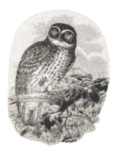 New Britain Hawk Owl 