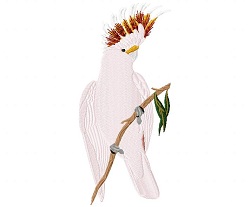 Pink Cockatoo 