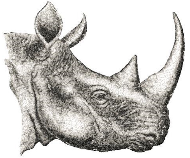 Rhino 